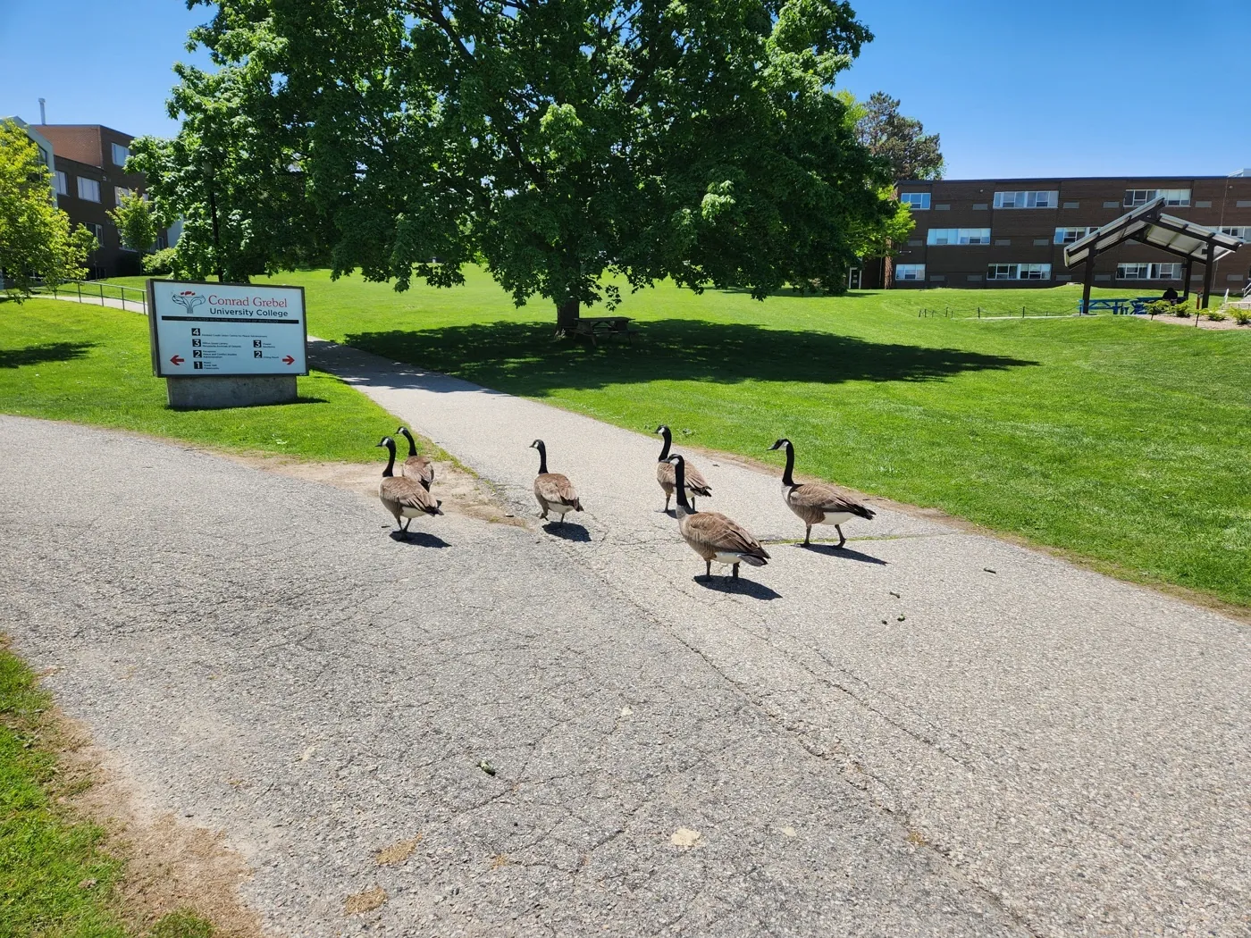 Geese