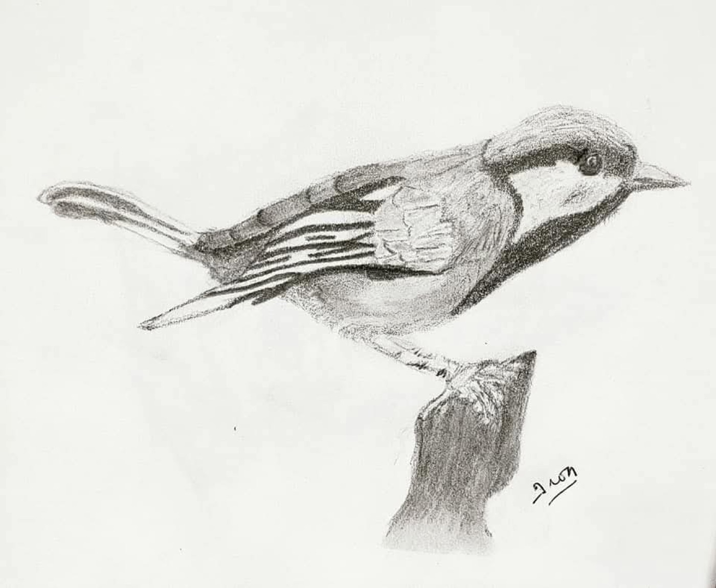 Bird drawing