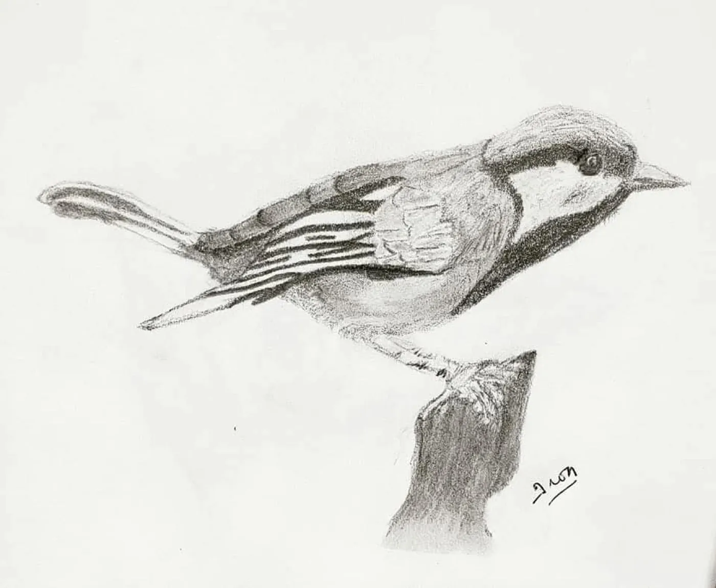 Bird drawing