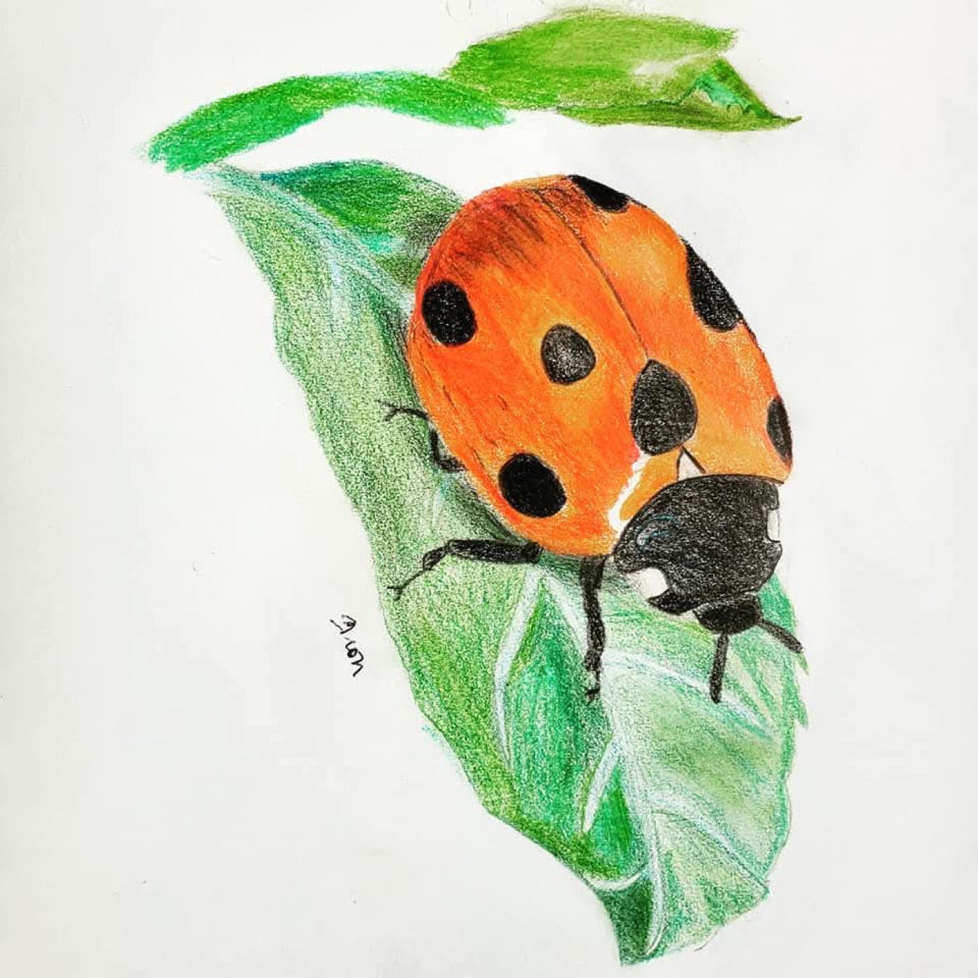 Ladybug drawing