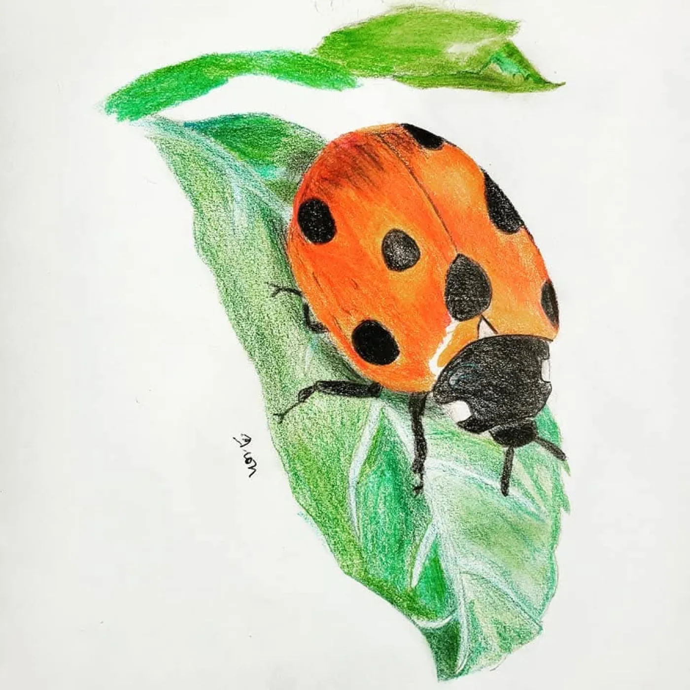 Ladybug drawing